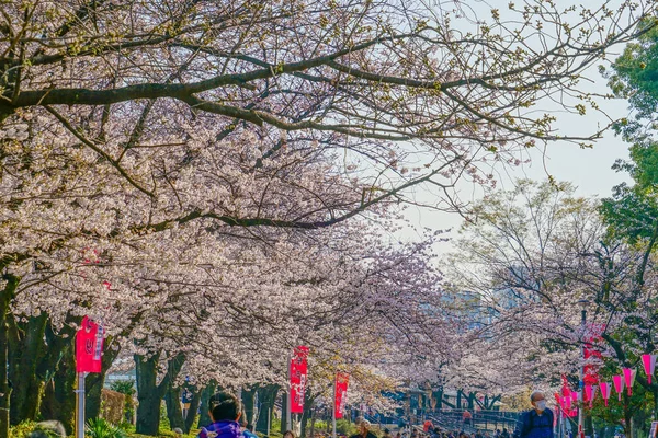 Strade Alberate Ciliegi Del Parco Sumida — Foto Stock