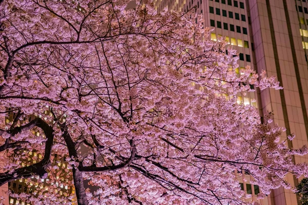 Skyscrapers Shinjuku Write Cherry — стокове фото