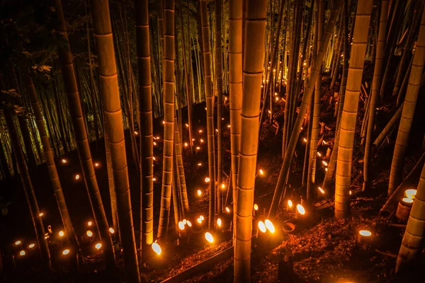 Beleuchtung Des Bambushains Mit Kleinem Durchmesser Kleiner Schreibtisch Burgwald Des — Stockfoto