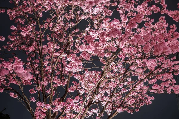Mohri Κήπος Της Πρόκειται Δείτε Άνθη Κερασιάς Νύχτα — Φωτογραφία Αρχείου