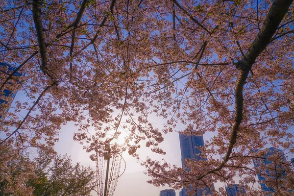 Sakura Und Yokohama Skyline Voller Blüte — Stockfoto