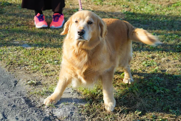 cute golden Retriever image