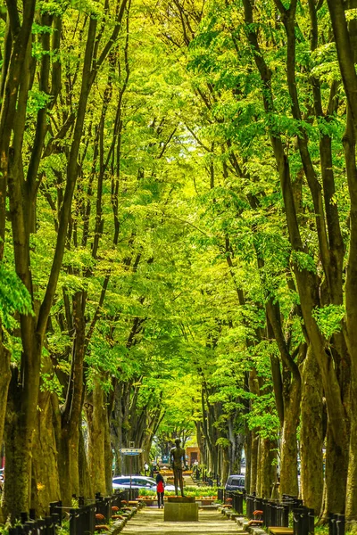 Свіжий Зелений Вулиці Сендай Йозенджі — стокове фото