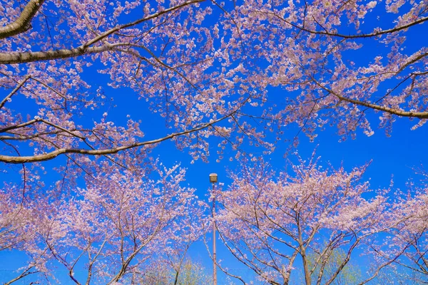 Volle Blüte Des Kirschbaums Und Sonniger Blauer Himmel Chofu Flughafen — Stockfoto