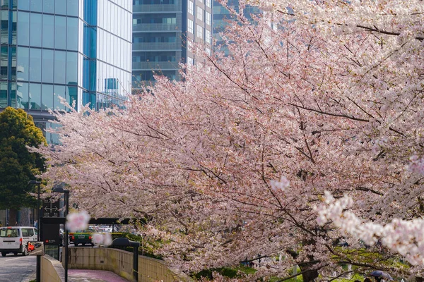 Sakura Van Tokyo Midtown — Stockfoto