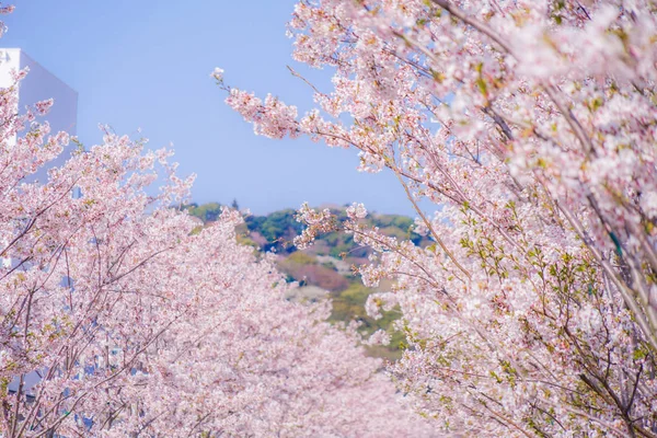 Kiraz Ağaçlarının Tam Çiçek Açması Wakamiya Oji Yaklaşımının Kamakura — Stok fotoğraf