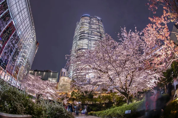 Mohri Tuin Van Het Gaan Kersenbloesems Zien Nachts Roppongi Hills — Stockfoto