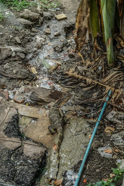 Tailândia Banguecoque Lagarto Monitor Água — Fotografia de Stock