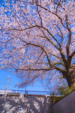 Kanagawa 'nın Kamakura şehrinde kiraz ağacı çiçek açtı.