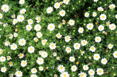 Papatya Papatya Papatyası Margaret