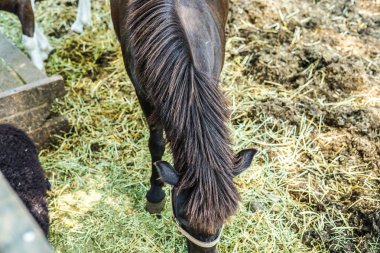 Şirin Çiftlik atı resmi
