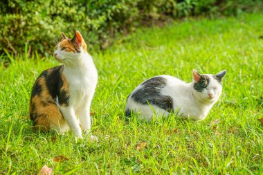 Kaplumbağa kabuğu kedi bozkırda yuvalanmış.