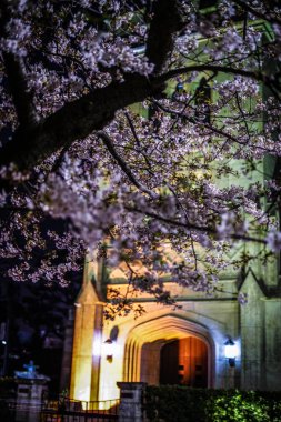 Kiraz çiçekleri ve Motomachi Yokohama şehri tamamen çiçek açmış.