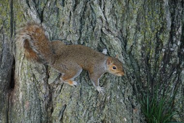 Ağaca yapışan sincap resmi