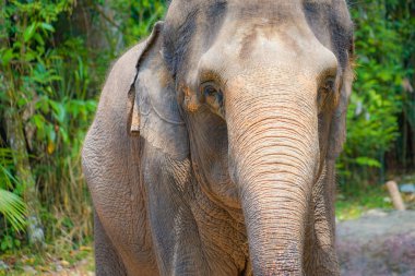 Fil Singapur Hayvanat Bahçesi resmi