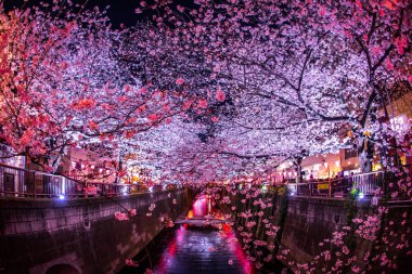 Meguro Nehri 'nin kiraz çiçekleri.