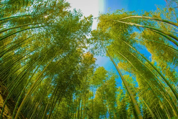 Kjóto Arashiyama Bambusový Les — Stock fotografie