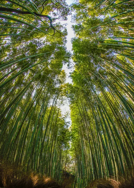 Kjóto Arashiyama Bambusový Les — Stock fotografie