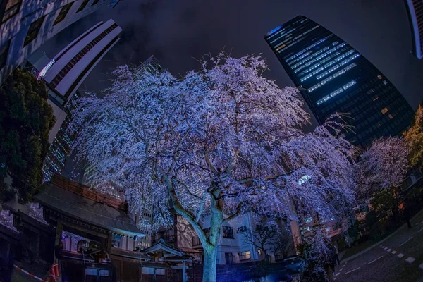 Ουρανοξύστες Του Shinjuku Και Κεράσι Εγγραφής — Φωτογραφία Αρχείου