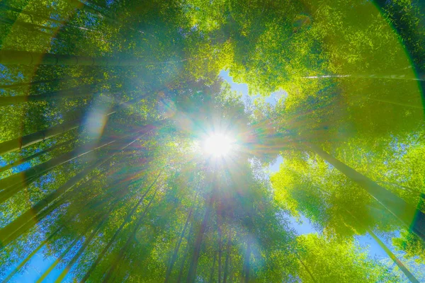 Sun Peek Bamboo Grove — Stock Photo, Image