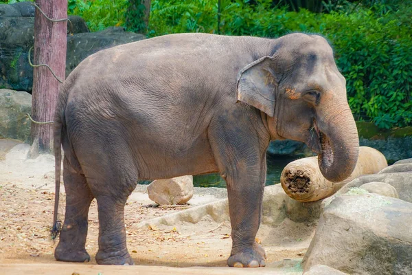Słoń Singapur Zoo Obrazu — Zdjęcie stockowe