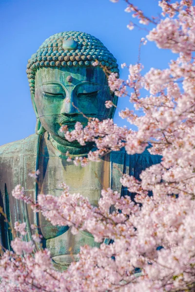 Sakura Grande Buda Kamakura Plena Floração — Fotografia de Stock