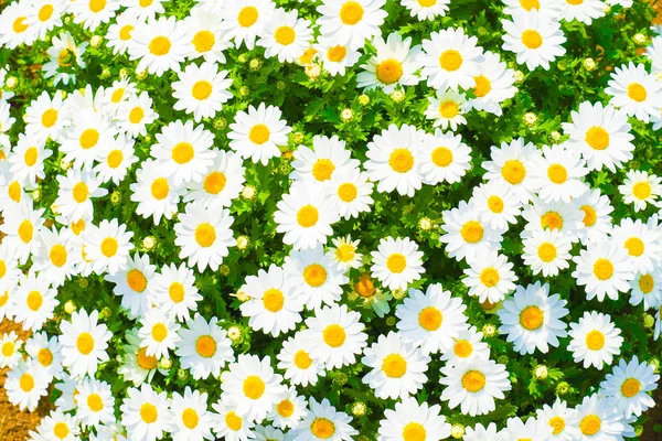 Colorful Chamomile Image Wallpaper — Stock Photo, Image