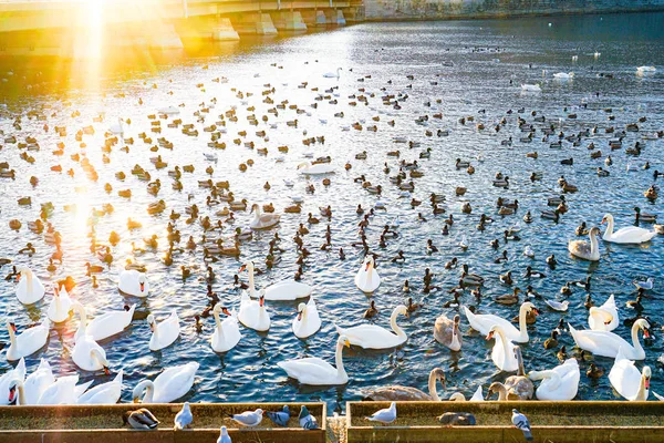Stockholm Lire Lac Swan Comté — Photo