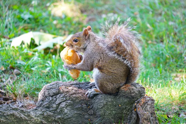 Esquilo Comendo Imagem Pão — Fotografia de Stock