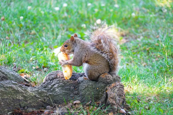 Esquilo Comendo Imagem Pão — Fotografia de Stock