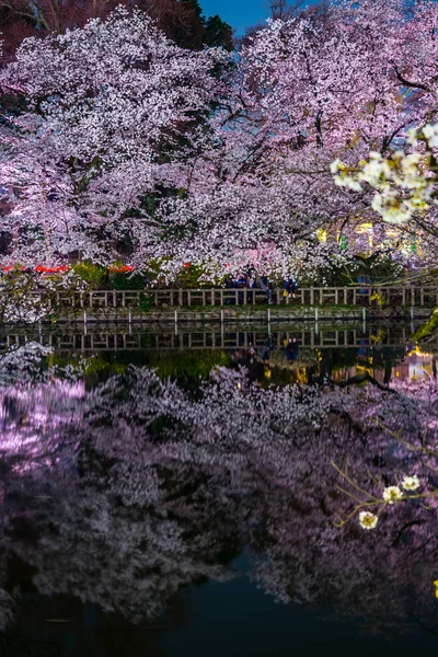 Cherry Blossoms Inokashira Park Inokashira Park — Stock Photo, Image