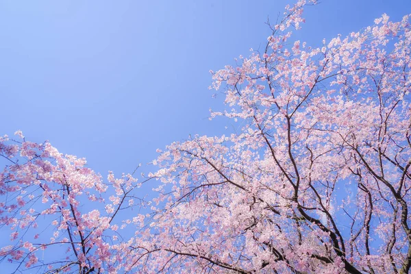 Weeping Cherry Tree Sunny Blue Sky — Stock Photo, Image
