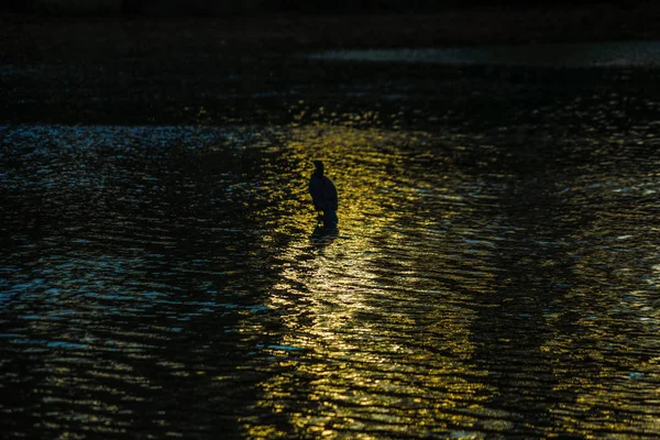 Heron Standing Twilight Inokashira Pond — Stock Photo, Image