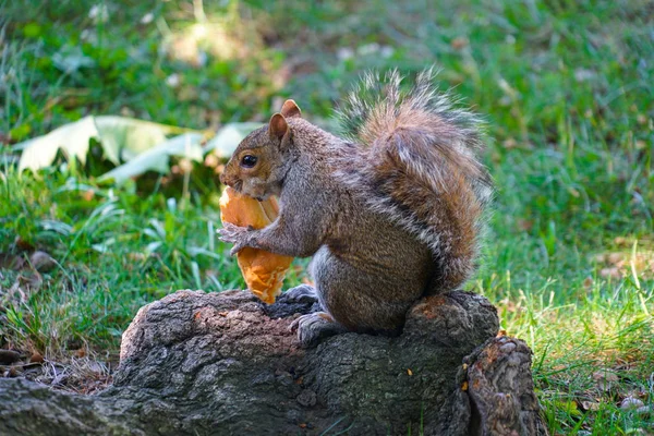 Van Eekhoorn Die Brood Eet — Stockfoto