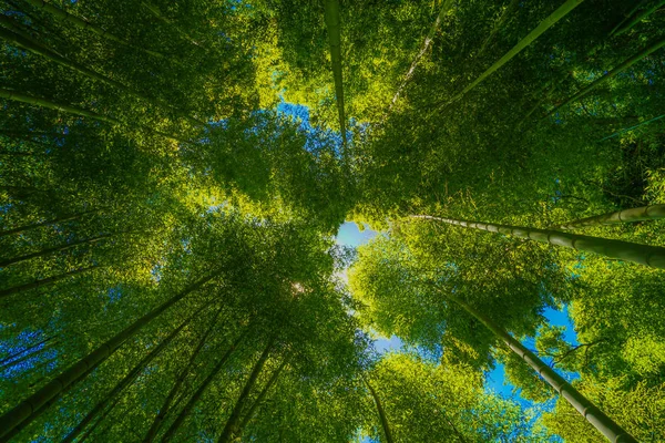 Sun Peek Bamboo Grove — Stock Photo, Image