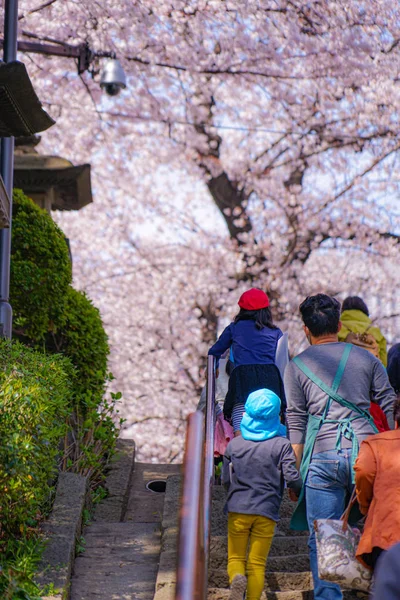 Kirschbaum Voller Blüte Von Ikegami Honmonji — Stockfoto