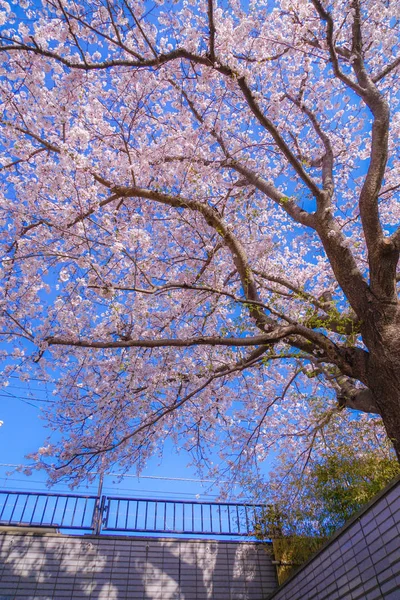 Kersenboom Volle Bloei Van Kamakura Prefectuur Kanagawa — Stockfoto