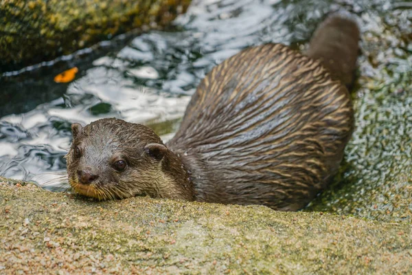 Linda Imagen Oriental Nutria Pequeñas Garras —  Fotos de Stock