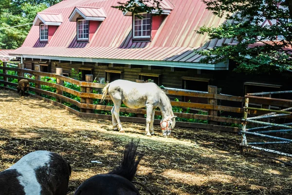 Imagen Caballo Rancho Lindo — Foto de Stock