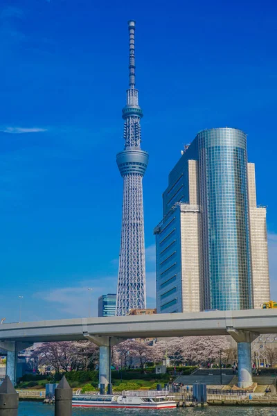 Tokyo Sky Tree Och Körsbär — Stockfoto