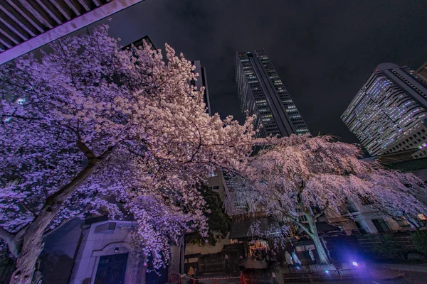 Wolkenkrabbers Van Shinjuku Write Cherry — Stockfoto