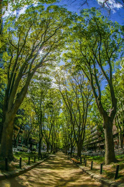 仙台浄善寺通りの新緑 — ストック写真