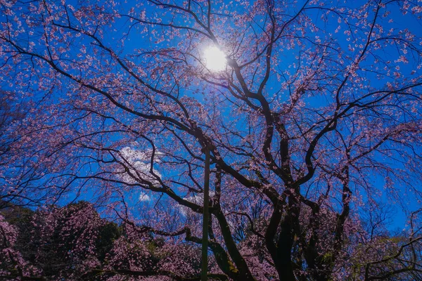 Árvore Cereja Chorando Vazio Bom Tempo Rikugien — Fotografia de Stock