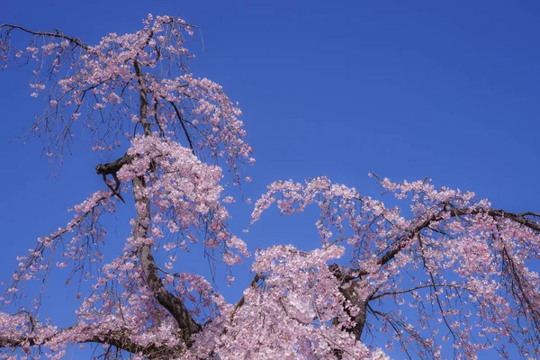 Koishikawa Korakuen Weeping Cherry Tree — Stock Photo, Image