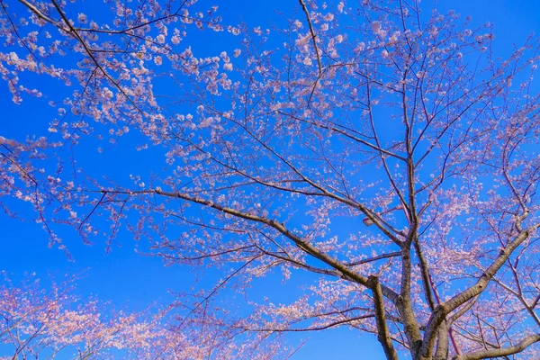 Повний Цвіт Вишневого Дерева Сонячне Блакитне Небо Аеропорт Чофу — стокове фото