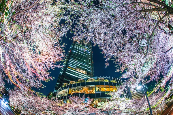 Sakura Tokyo Midtown — Photo