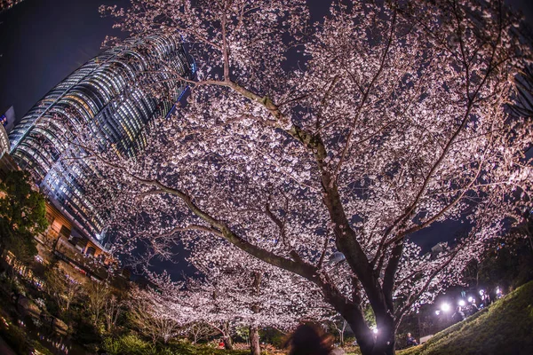 A晚上要去看樱花和罗蓬吉山 莫里花园 — 图库照片