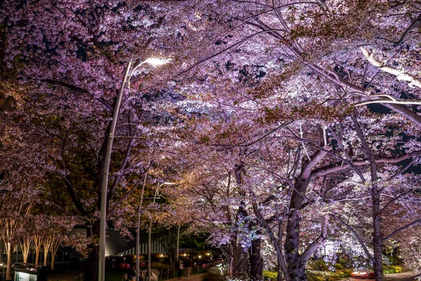 Tokyo Midtown Sakura Plena Floración —  Fotos de Stock