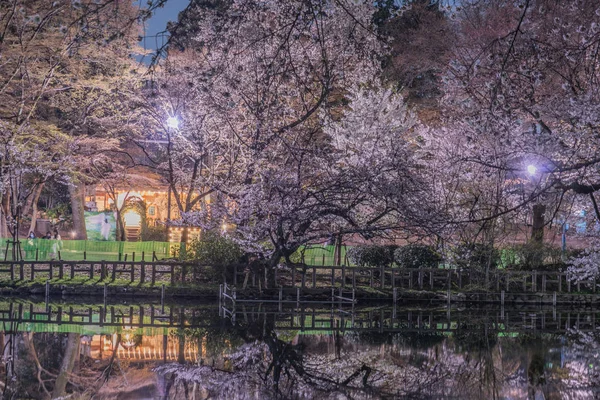 Kirschblüten Inokashira Park — Stockfoto