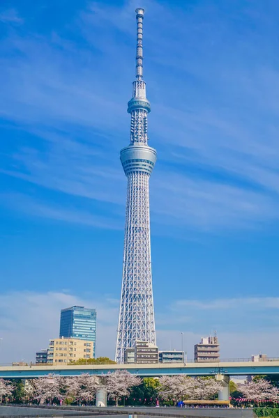 Tokyo Sky Tree Cereja — Fotografia de Stock